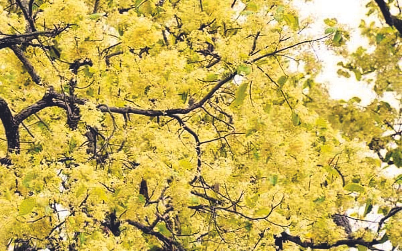 बाहा बोंगा में गुलाब फूल के इस्तेमाल पर रोक, परगना, माझी बाबा और नायके की संताल समाज से अपील