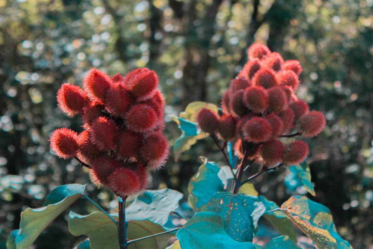 Bixa Orellana: इस चीज से बनते है महिलाओं के ब्यूटी प्रोडक्ट्स, खेती कर हो सकती है लाखों की कमाई