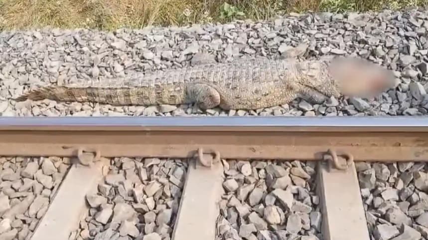 Crocodile Death: बगहा में ट्रेन से कटकर मगरमच्छ की मौत, रेल लाइन पार करते समय हुआ हादसा