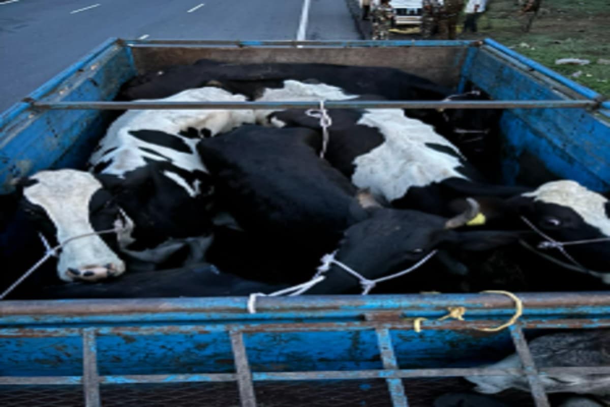 गिरिडीह में तस्करों के खिलाफ बड़ी कार्रवाई, मवेशी लदे पिक वैन को पुलिस ने किया जब्त, 5 गिरफ्तार