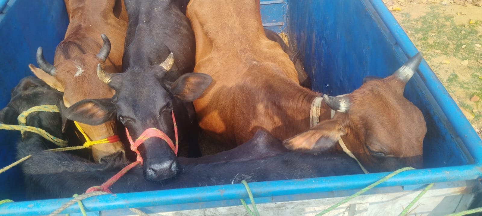 गिरिडीह : 15 पिकअप वैन से 125 से अधिक मवेशियों की हो रही थी तस्करी, 4 गिरफ्तार