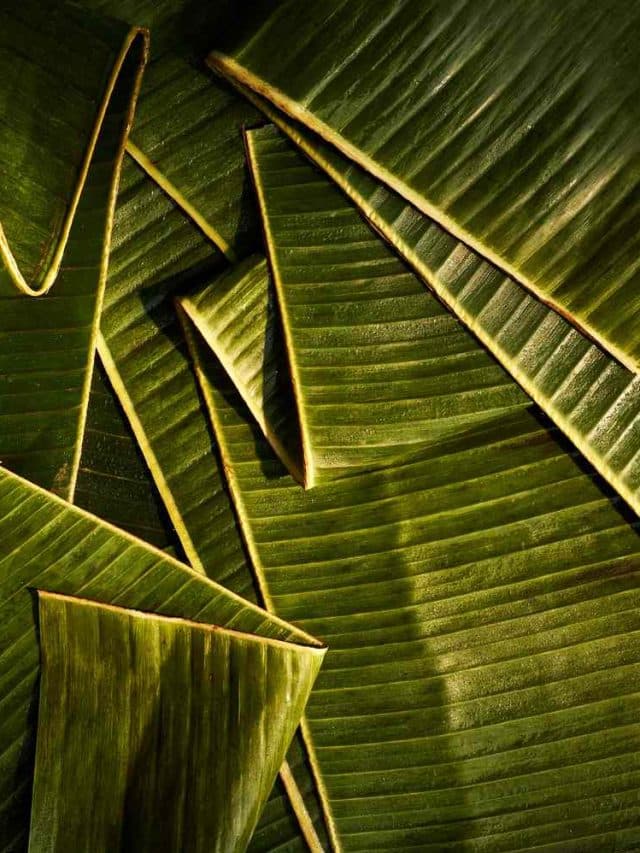 Banana Leaf: केले के पत्ते पर खाने के फायदे