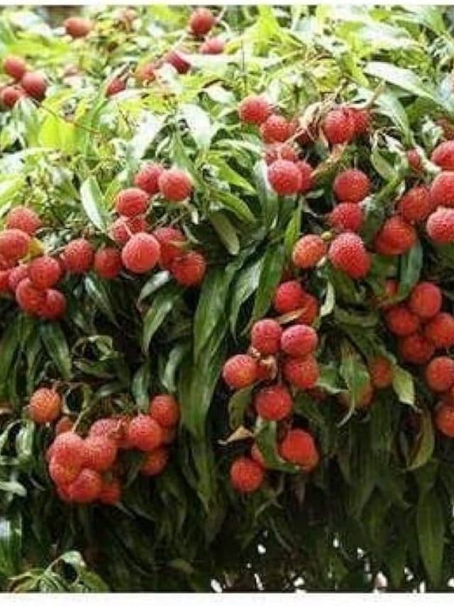 लीची खाने से होने वाले 5 नुकसान