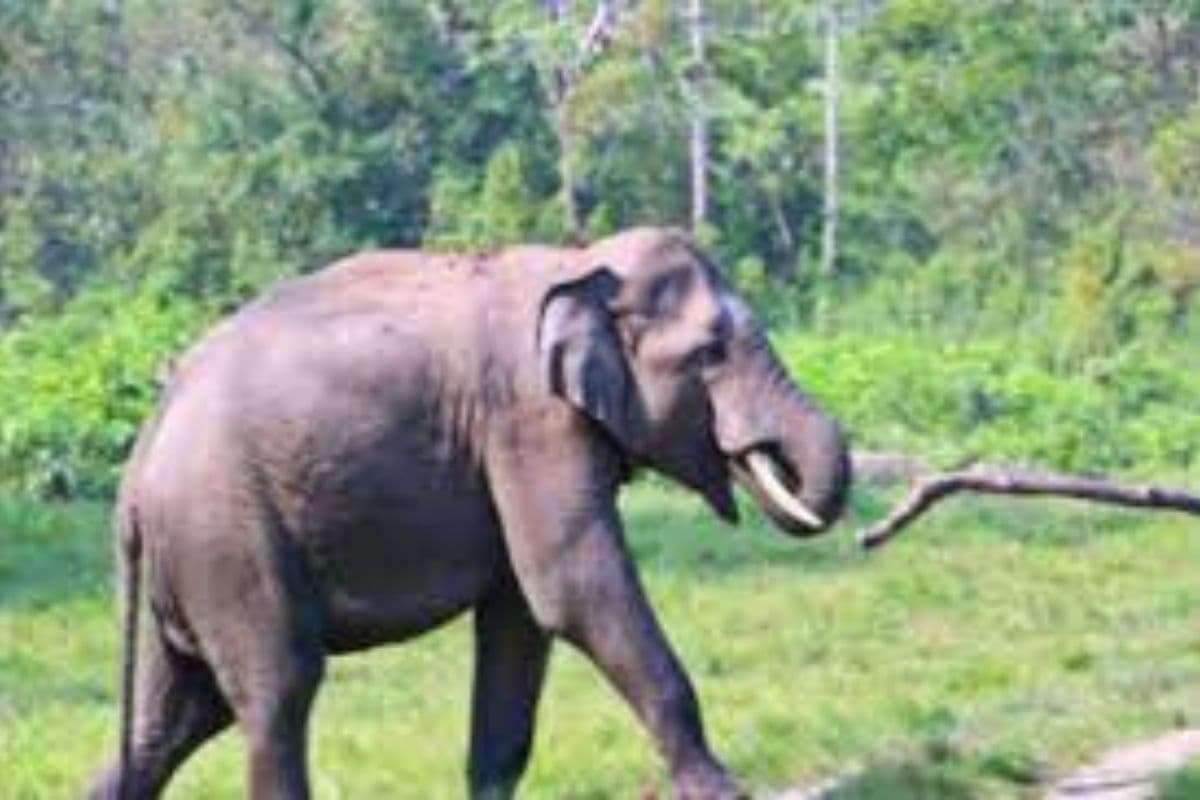 पश्चिम बंगाल : हाथी के हमले से बांकुड़ा में बुजुर्ग की मौत, इलाके में दहशत