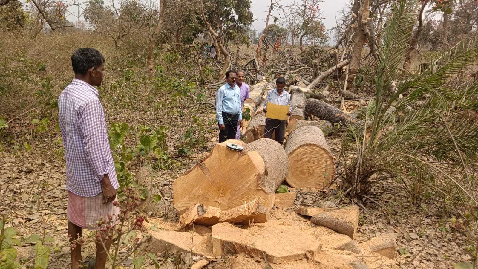 बिना रोक-टोक हरे भरे पेड़ों पर चल रहा आरा