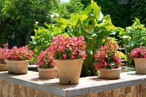 Vastu Tips: घर में इन फूलों को लगाने से चमक जाएगी आपकी किस्मत, जानें क्या कहता है वास्तु शास्त्र