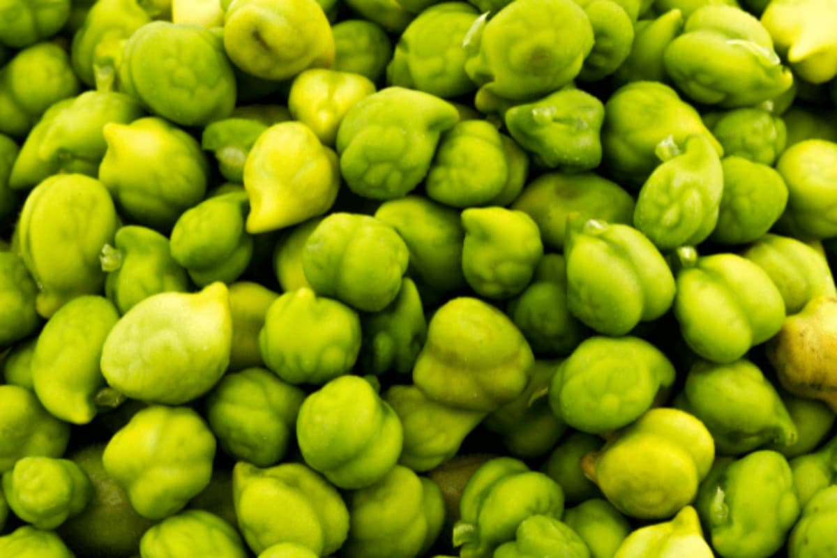 Weight Loss Tips: चने की मदद से निकला हुआ पेट करें कम, यहां जानें तरीका