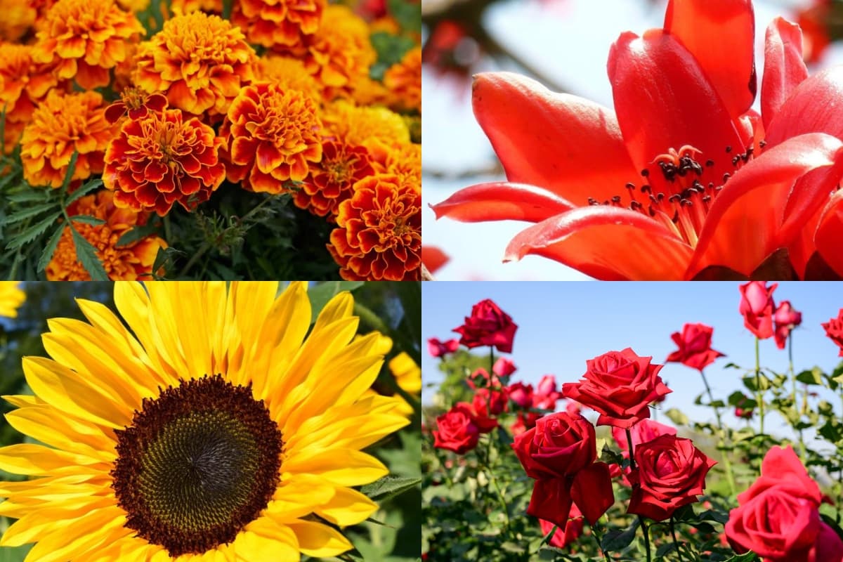 Summer Plants For Home Garden: गर्मियों के मौसम में अपने गार्डेन में लगाएं ये पौधे, घर की खूबसूरती में लगा देंगे चार चांद