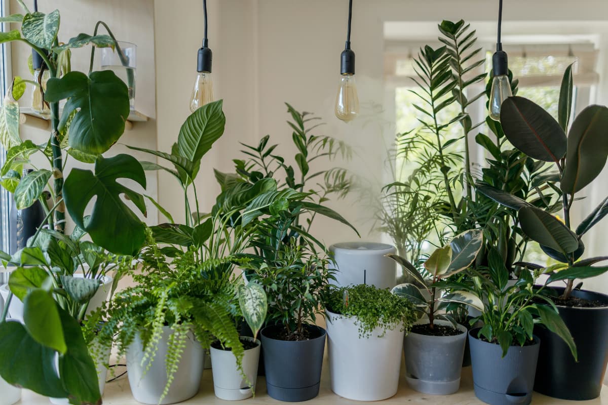 Home Gardening: पौधे की पत्तियां पीली पड़ रही हैं, तो ऐसे बचाएं उसकी जान
