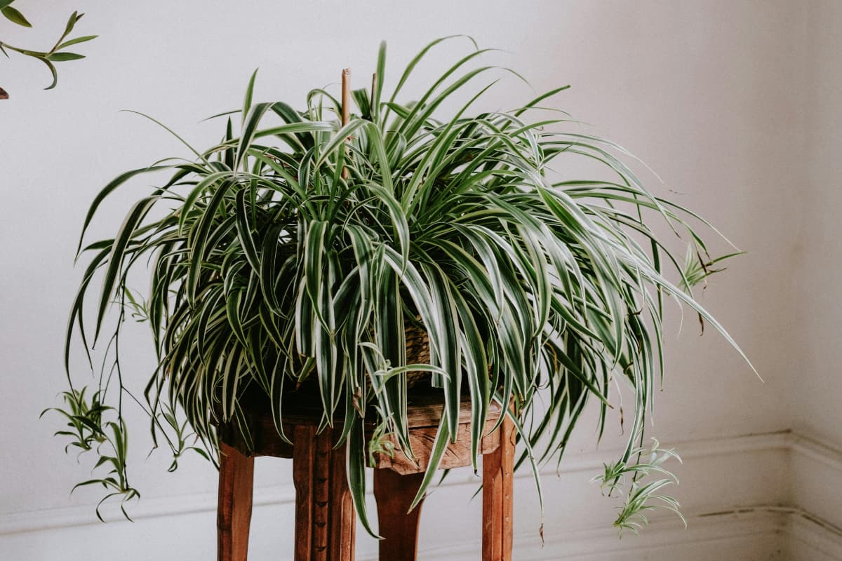 Home Decor Tips: घर की करना चाहते हैं सजावट, इन हाउस प्लांट का करें इस्तेमाल