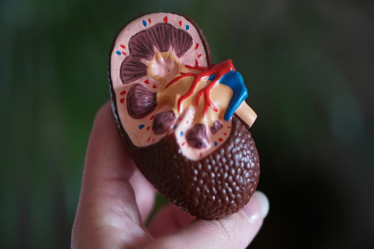 Health Tips: इन 5 आदतों का आपकी किडनी पर पड़ता है बुरा असर, जानें