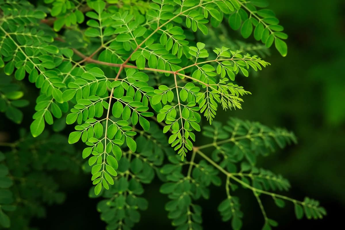 Moringa Leaf Benefits: गरमी के मौसम में मोरिंगा की पत्तियां किसी सुपरफूड से कम नहीं, जानिए इसके फायदे