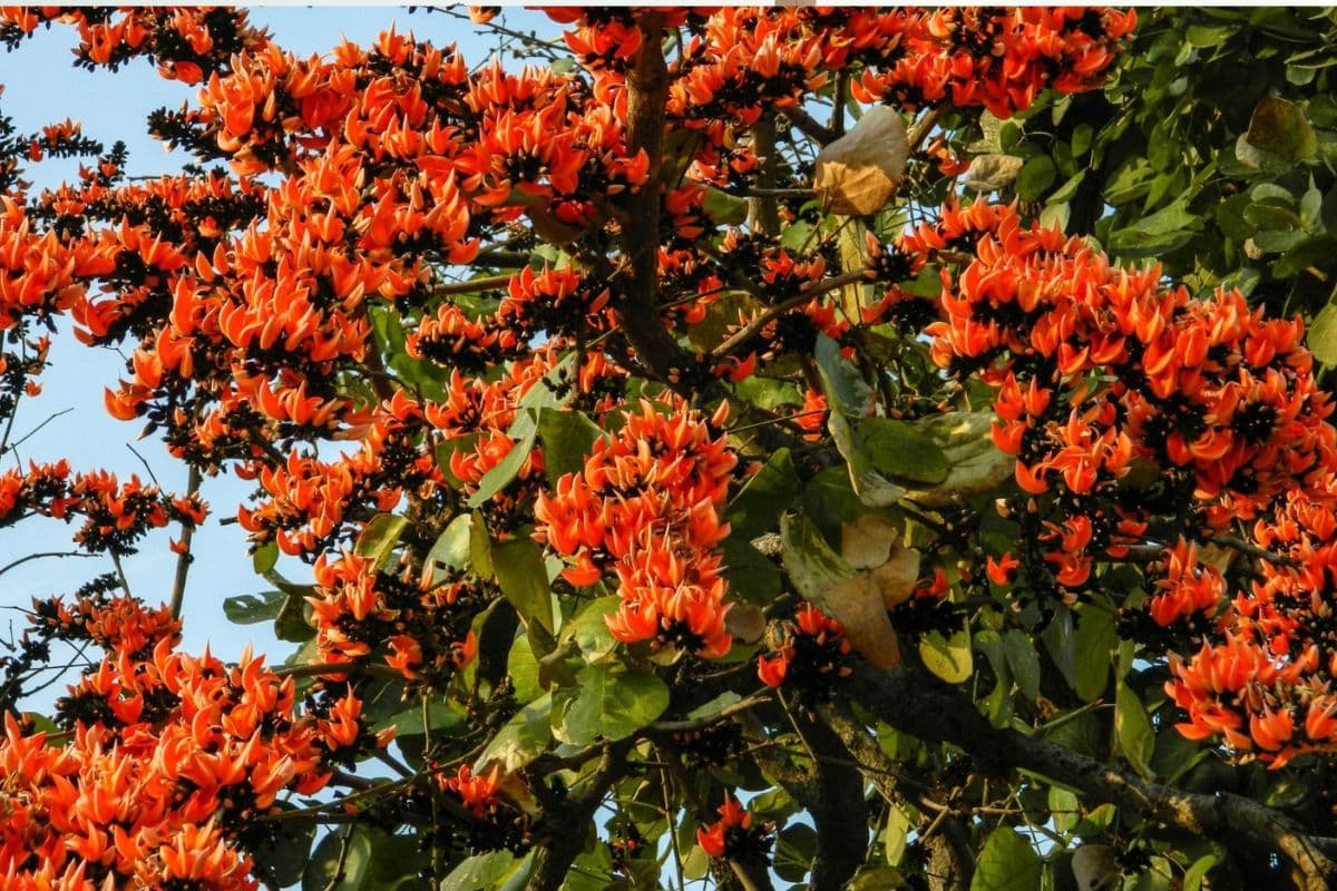 Holi 2024: सरायकेला-खरसावां की खूबसूरती में चार चांद लगा रहे पलाश के फूल, ऐसे हर्बल कलर तैयार कर लोग खेलते हैं होली