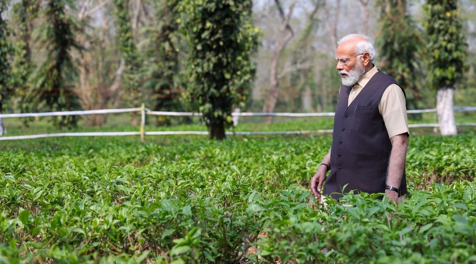 Narendra Modi: असम चाय बागान देखने पहुंचे पीएम मोदी, ट्वीट कर लोगों से की ऐसी अपील
