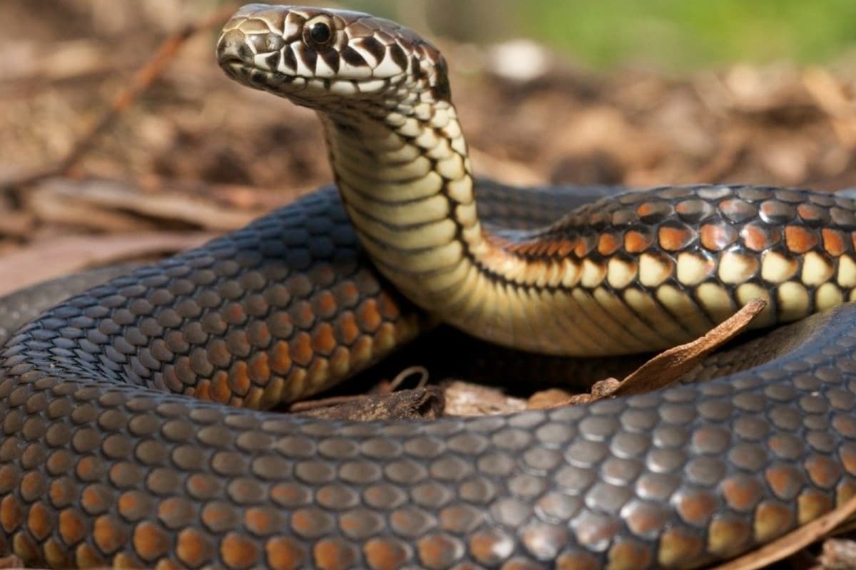 Snake Repellent Plants: सांपों से बचाव के लिए घर में लगाएं ये प्राकृतिक पौधे