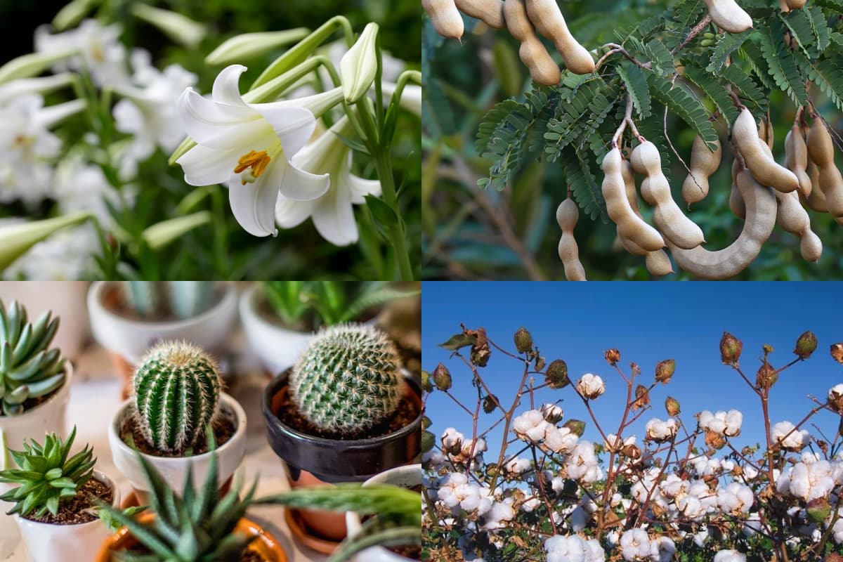 Vastu Tips: भूलकर भी अपने घर पर न लगाएं ये पौधे, रूठ जाएंगी लक्ष्मी, हो जाएंगे कंगाल