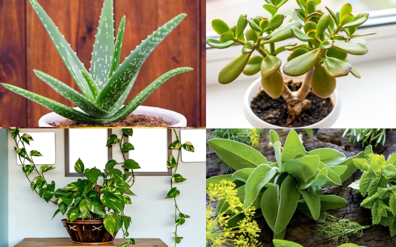 Vastu Tips: घर के उत्तर दिशा में लगाएं ये पौधे, होगी धन की बरसात