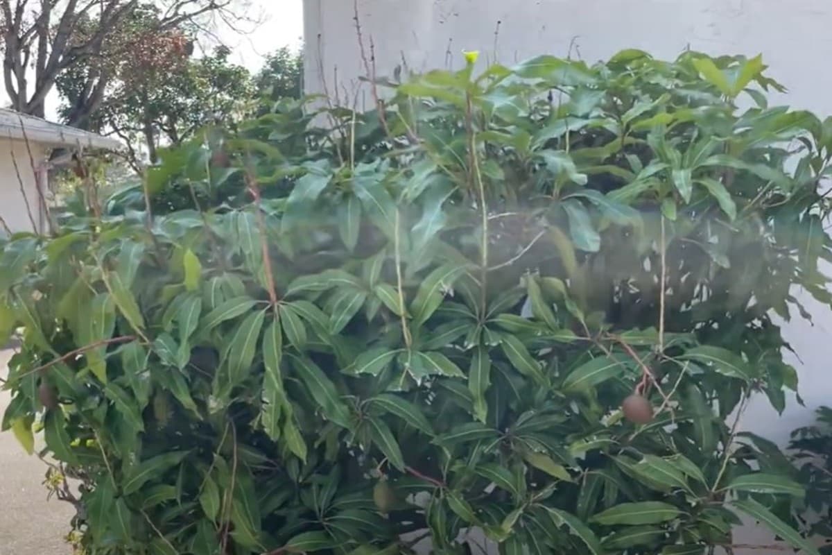 Mango Leaf Benefits: आयुर्वेदिक डॉक्टर से जानिए आम के पत्ते खाने से कौन सी बीमारी दूर होती है?