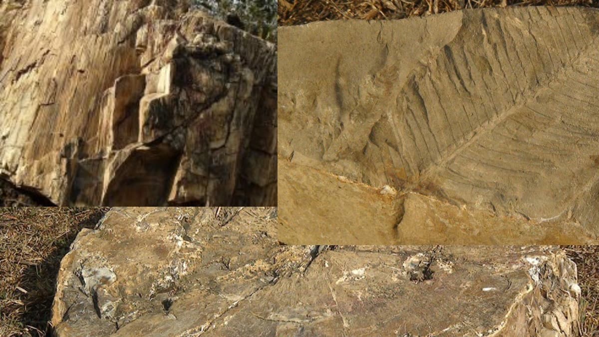 डायनासोर के जमाने से भी पुराने हैं तारा पहाड़ के पत्थर