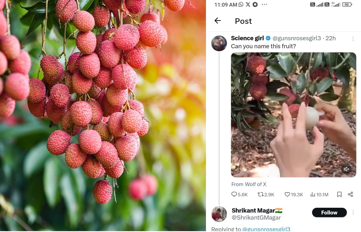 Viral Video: सोशल मीडिया पर सेलिब्रिटी की तरह ट्रेंड कर रहा लीची, 24 घंटे में वीडियो को 11 मिलियन से ज्यादा व्यूज