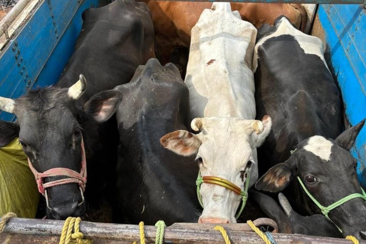 गिरिडीह : पुलिस ने 22 मवेशी लदे चार वाहनों को किया जब्त, बंगाल ले जाने की फिराक में थे आरोपी