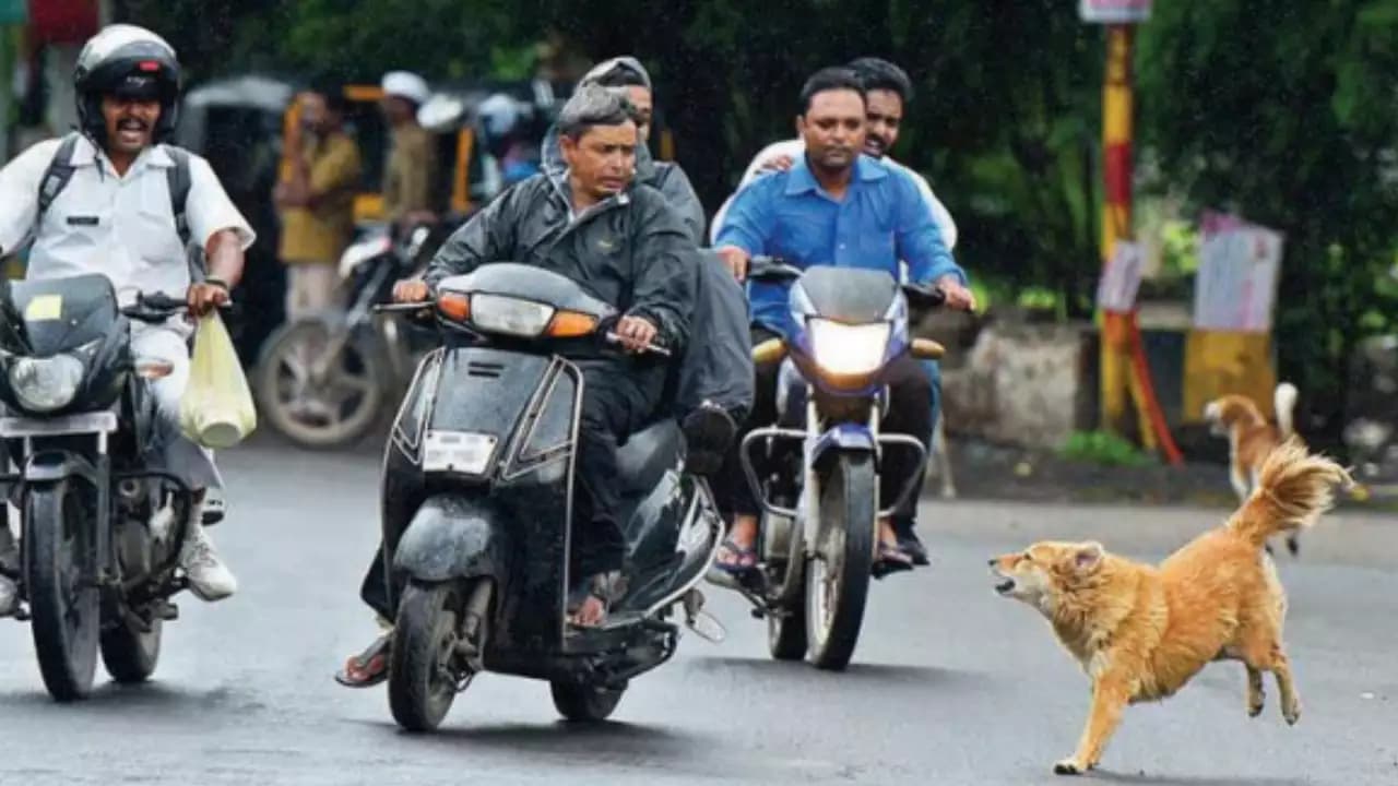 बाइक के पीछे पड़ जाएं आवारा कुत्ते तब घबराने की जगह अपनाएं ये टिप्स