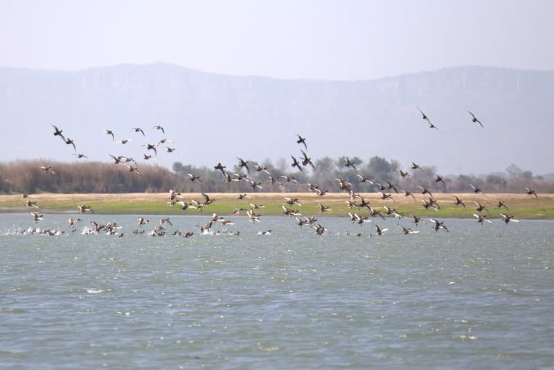 बिहार के 4 जिलों में पाई गईं 5538 जल पक्षियों की 200 प्रजातियां, CUSB ने की पहचान