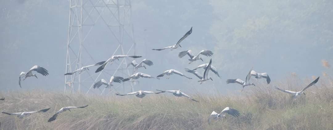 मुजफ्फरपुर जिले के तीन मन में 183 प्रवासी पक्षियों ने बनाया अपना बसेरा, साइबेरिया से कर रहे भारत का रुख