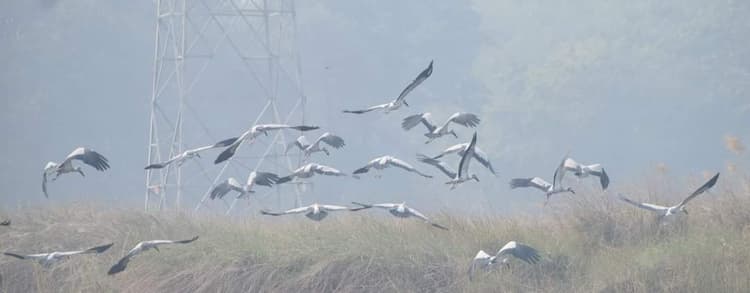 मुजफ्फरपुर जिले के तीन मन में 183 प्रवासी पक्षियों ने बनाया अपना बसेरा, साइबेरिया से कर रहे भारत का रुख