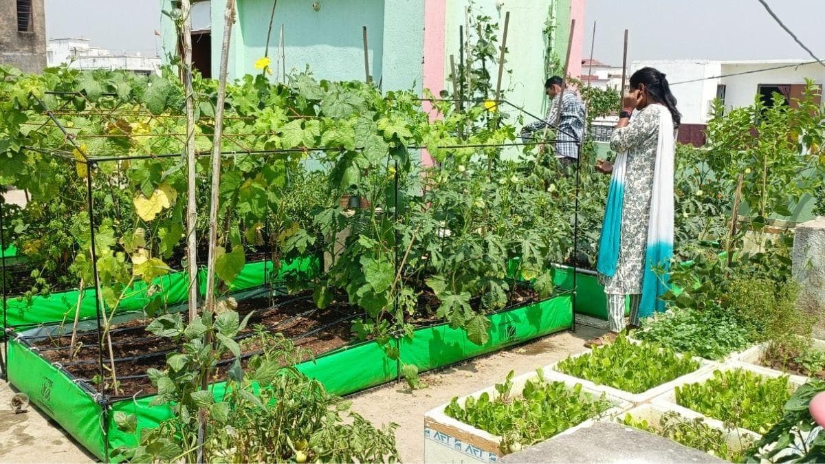 Rooftop Gardening : छत पर बागवानी घर के कमरों को रख रहा ठंडा, सीधी धूप से बचा रहे कई ग्रीन प्लांट्स