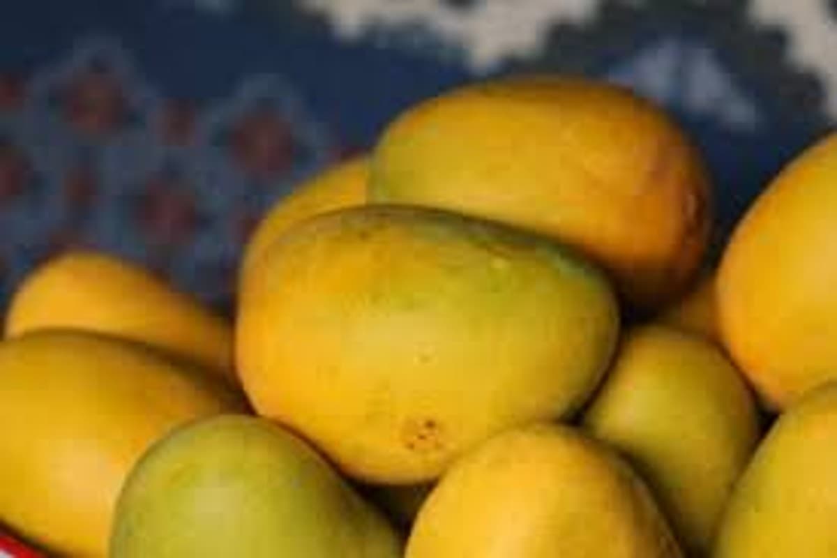 Mango Peel Benefits : आम का फल ही नहीं, बल्कि इसके छिलके भी पोषक तत्वों से होते हैं भरपूर, ऐसे करें इस्तेमाल
