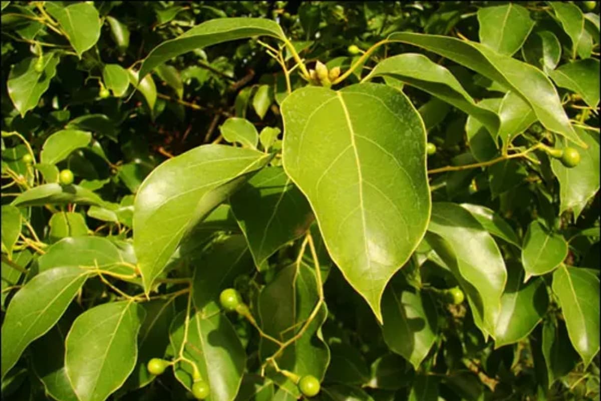Camphor Plant: जानें कैसे आप घर में उगा सकते हैं कपूर का पौधा