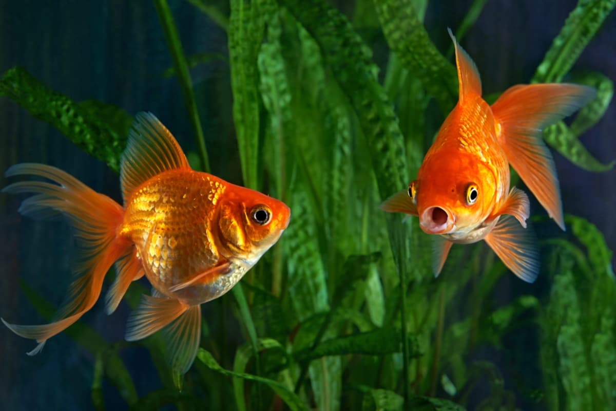 How to Save Fishes in Aquarium: आप भी पाल रहे हैं मछली एक्वेरियम की इस तरह करें देखभाल