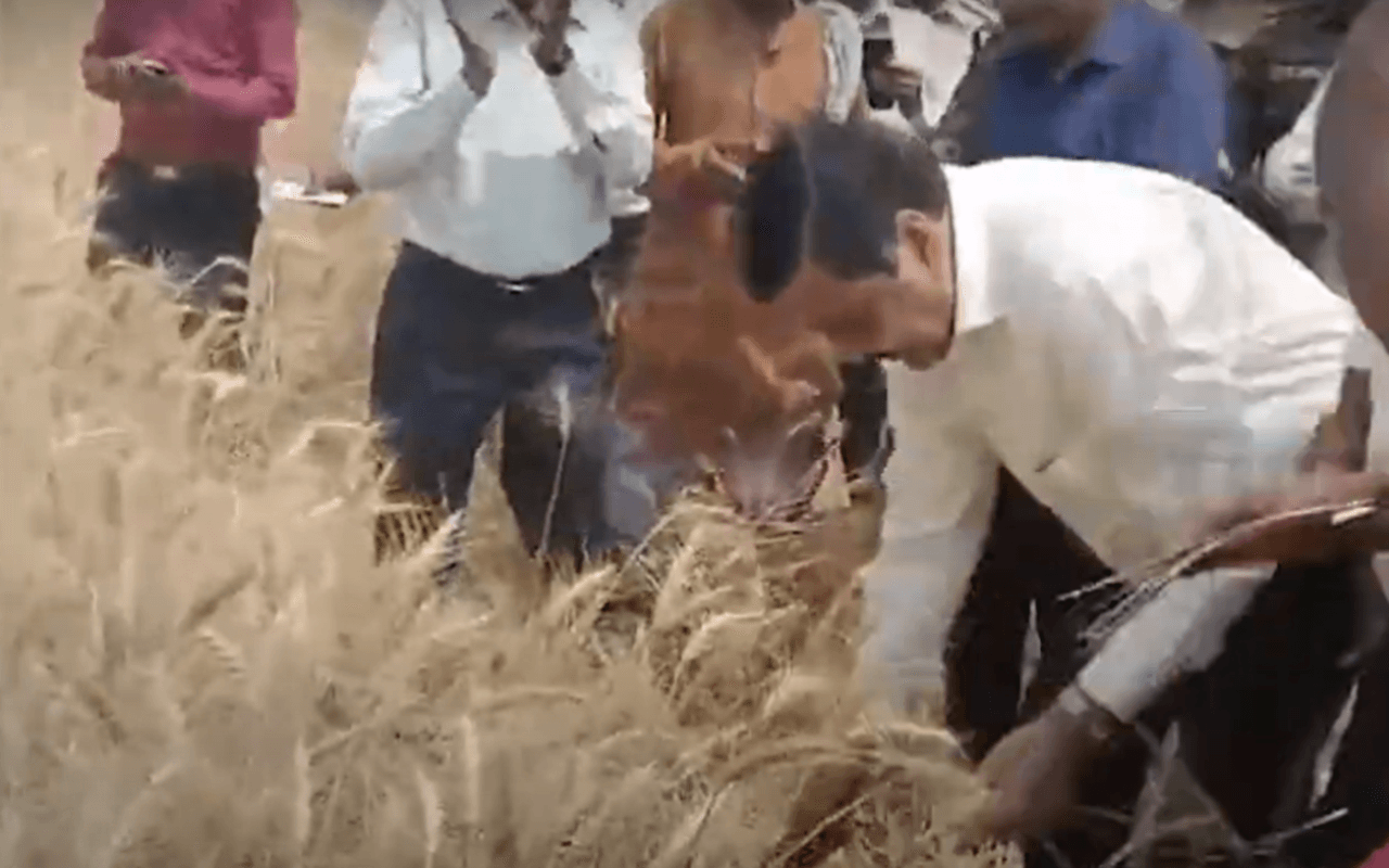 Viral Video: कलेक्टर साहब ने खेत में काटी गेहूं की फसल, वायरल हो रहा वीडियो, जानें पूरा मामला