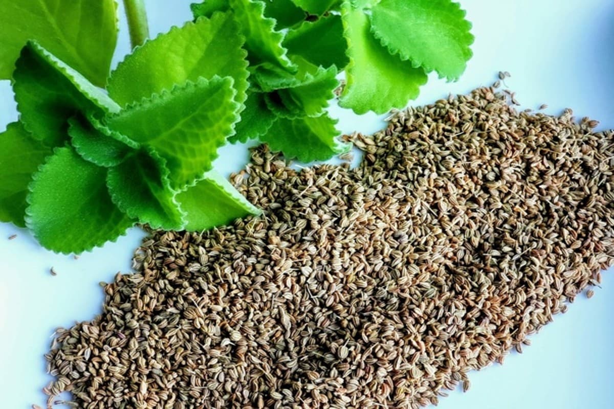 Health Benefits of Celery: पेट की गर्मी से हैं परेशान तो पीना शुरू कर दें अजवाइन का पानी, जानें कैसे करें सेवन?
