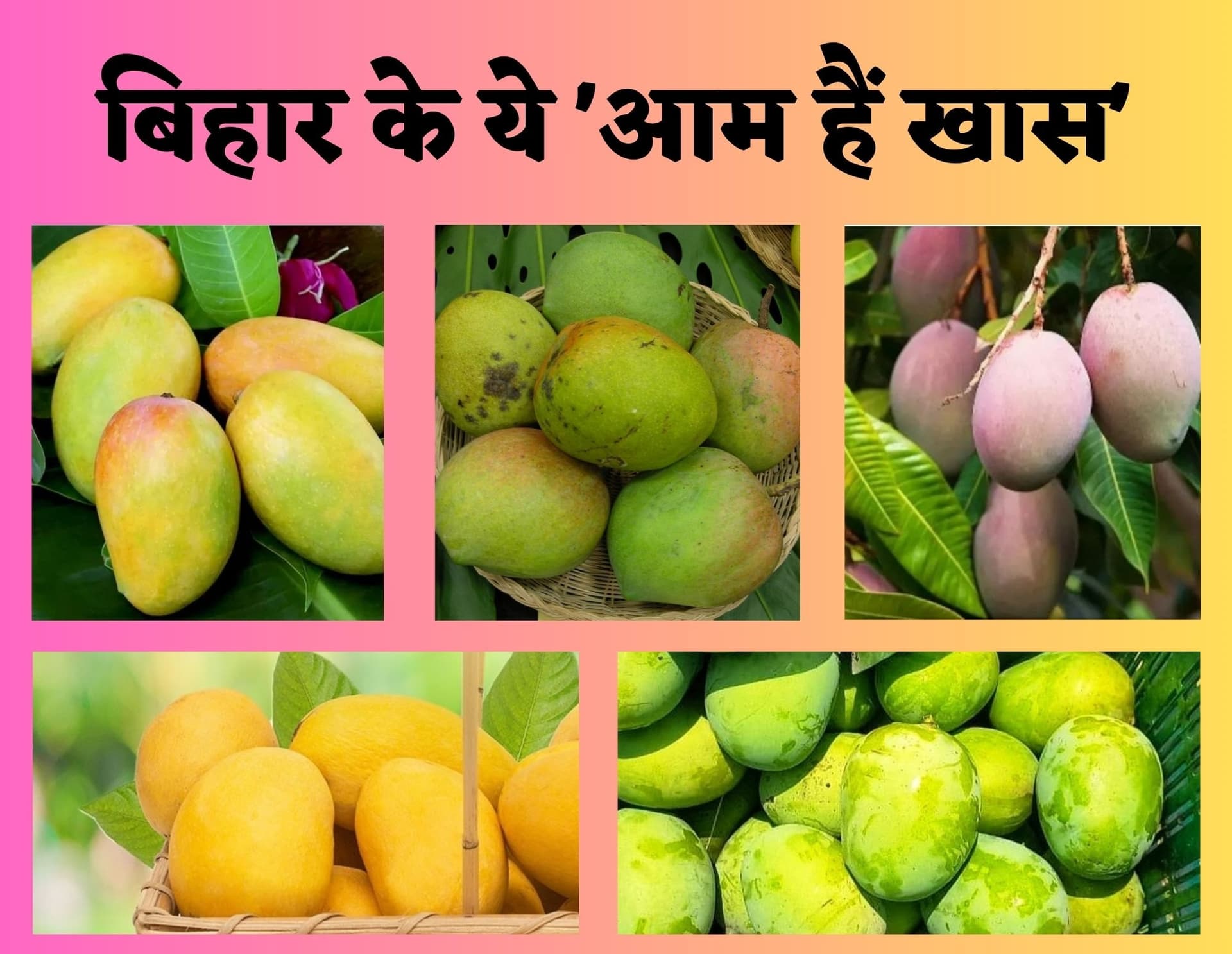Bihar Special : बिहार के इन पांच जिलों के खास हैं 'आम', भागलपुर के जर्दालु को मिल चुका है जीआइ टैग
