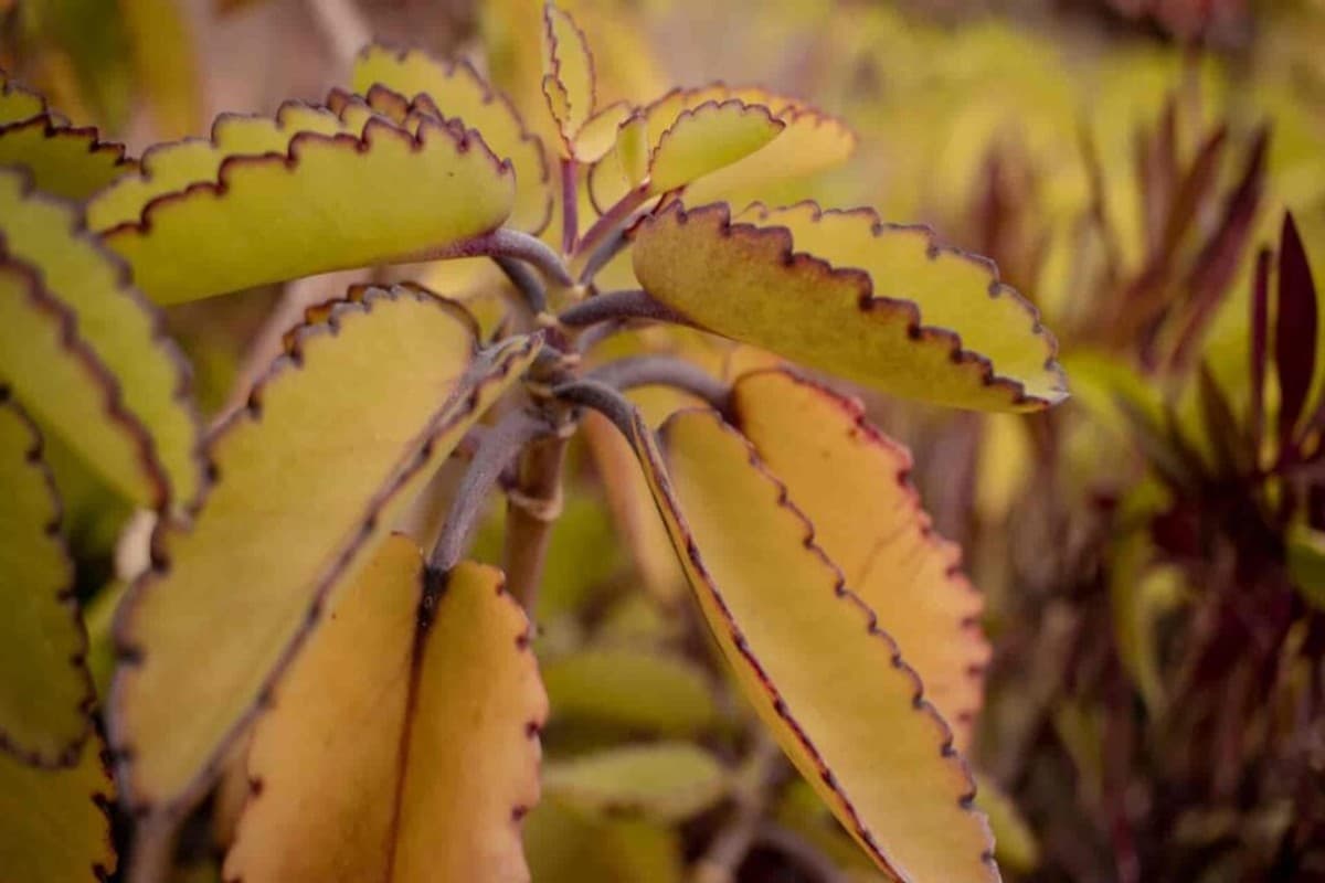 Patharchatta Leaf Benefits: सिर्फ पथरी ही नहीं इन बीमारियों के लिए भी रामबाण है पत्थरचट्टा, जानें कैसे करें सेवन