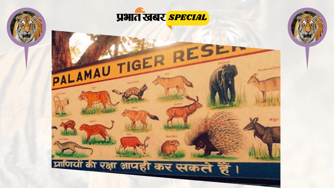 पर्यटकों को नहीं हो पाता है दीदार, केवल कैमरे में क्यों दिखते हैं पलामू टाइगर रिजर्व के बाघ?