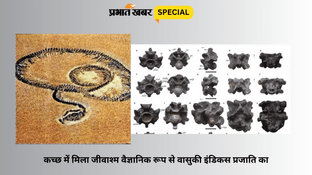 Vasuki Fossils