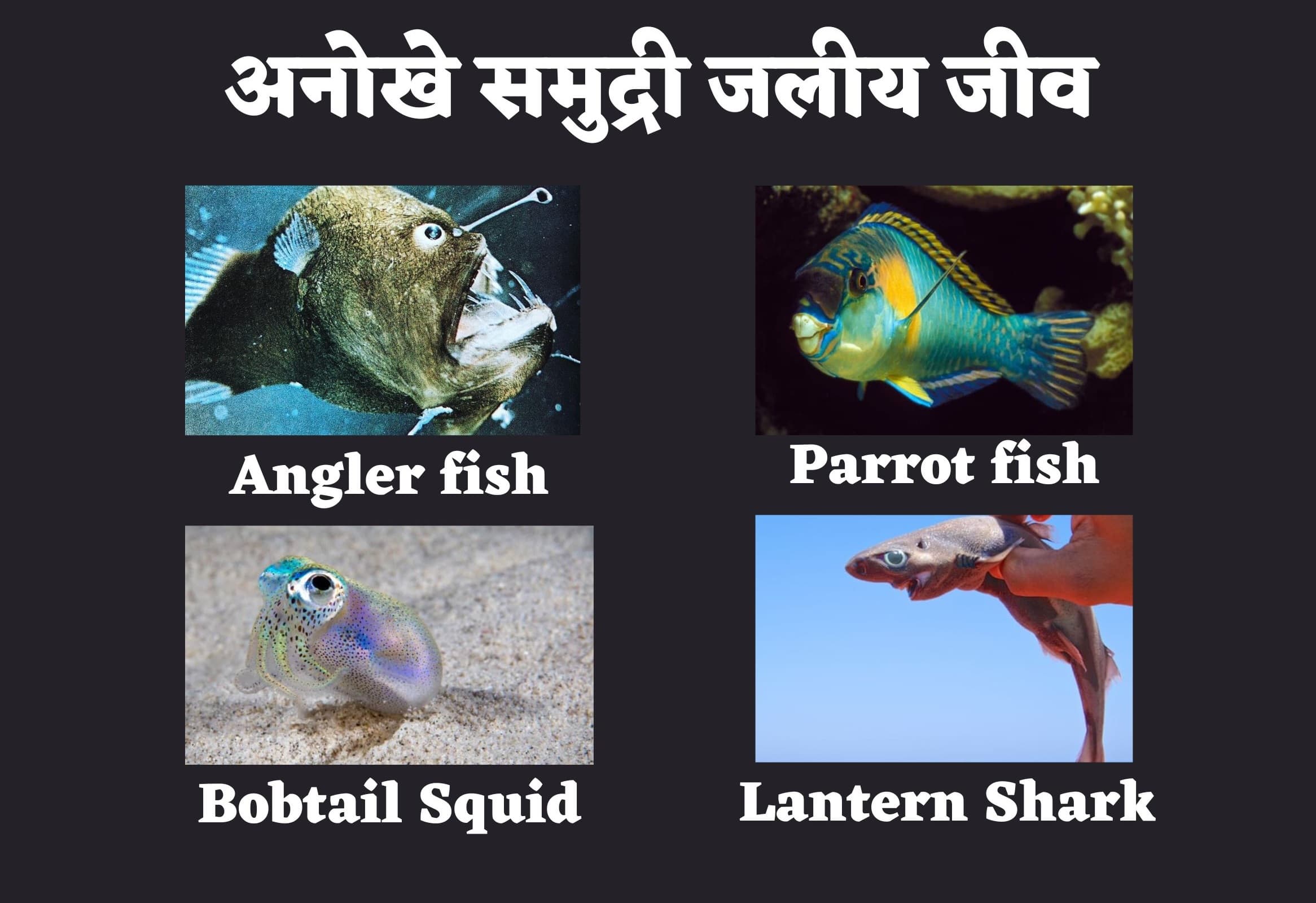 World Aquatic Animal Day : समुद्र के भीतर बसी जीव-जंतुओं की एक अनोखी दुनिया