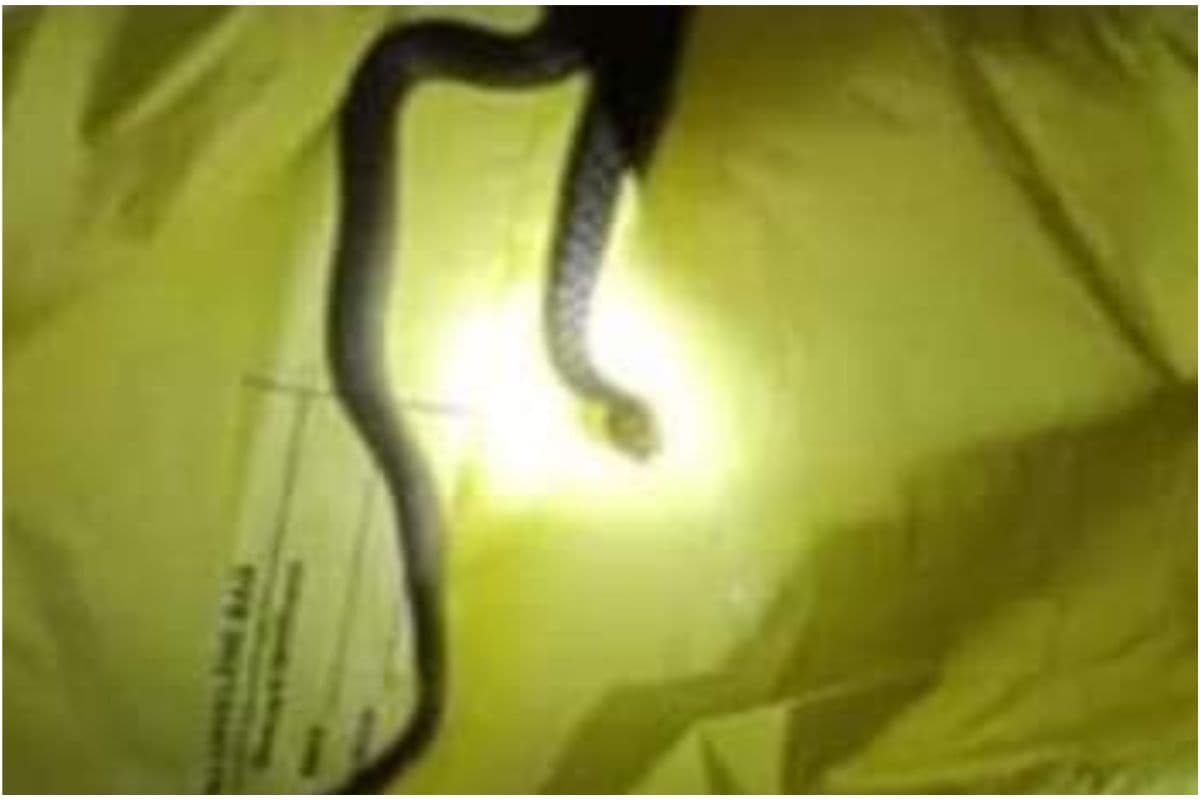 WB News : बोलपुर सुपर स्पेशियलिटी अस्पताल के ऑपरेशन थिएटर में मिला सांप, वन विभाग ने किया रेस्क्यू