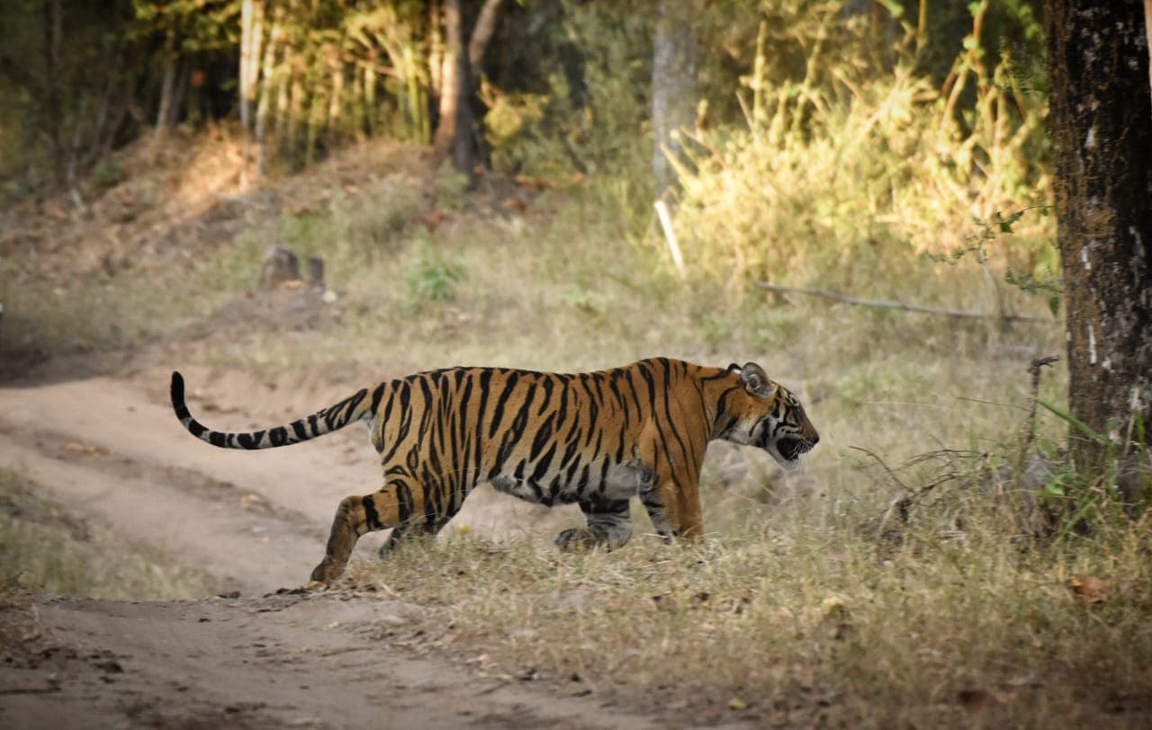 Kanha national park travel : एमपी का यह टाइगर रिजर्व सेलिब्रिटी को है खासा पसंद, जानें क्या है यहां खास