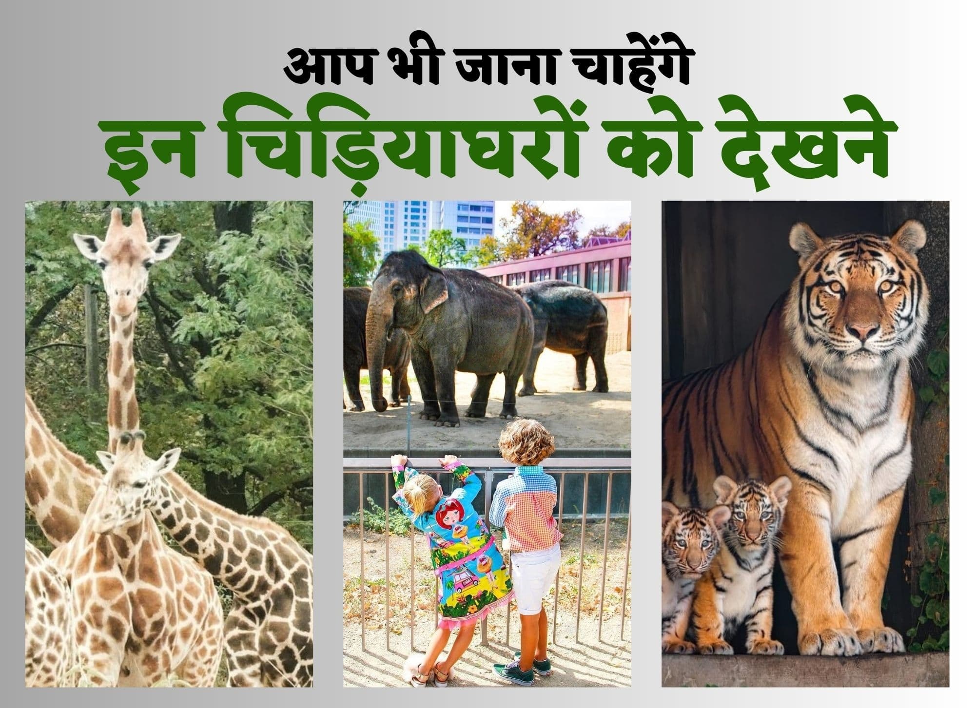 Jungle Safari : कुछ अनोखे चिड़ियाघर, जहां हर वर्ष पहुंचते हैं लाखों पर्यटक, कहां है दुनिया का पहला जू?
