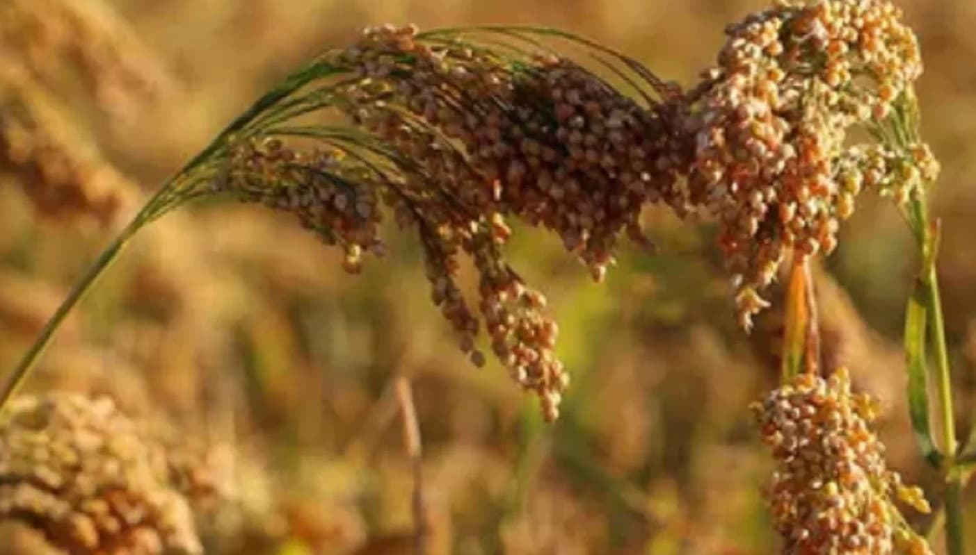 Farmers : बढ़ गया AIF स्कीम का दायरा, किसानों की होगी बल्ले बल्ले