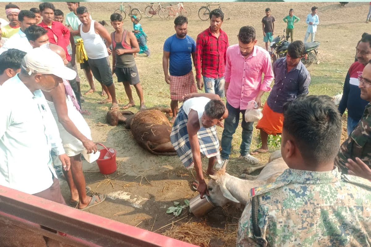 झारखंड के देवघर में कंटेनर पलटने से 30 से अधिक मवेशियों की मौत, बिहार के तीन तस्कर अरेस्ट, बांग्लादेश में तस्करी की थी तैयारी