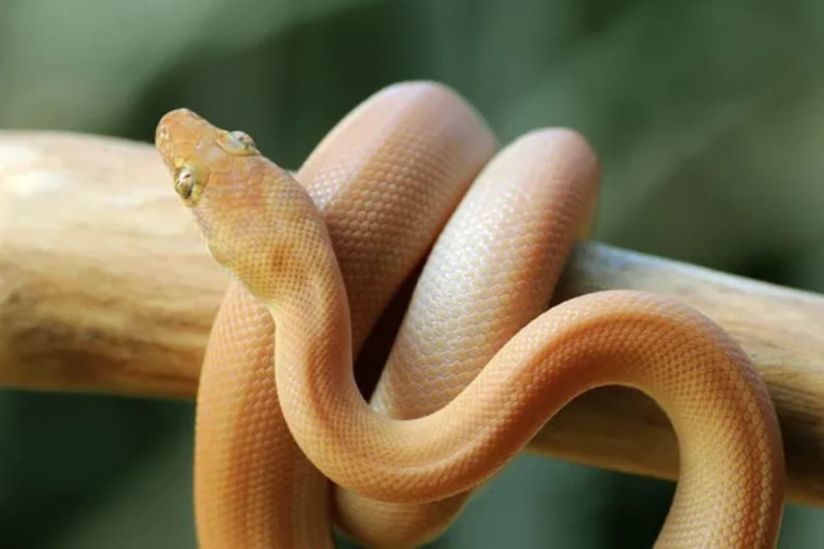 सांप पाले भी जाते हैं! जानिए सबसे फेवरेट पालतू सांप के बारे में