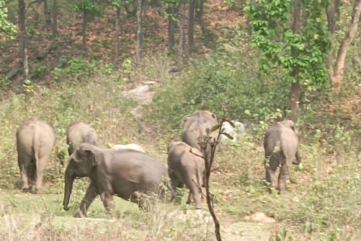 Elephant Disturbance: नेपाली हाथियों का भारत में प्रवेश, VTR के गोनौली वन क्षेत्र में किया भारी उपद्रव