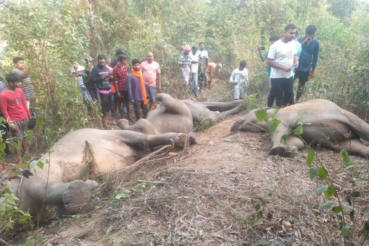 पूर्वी सिंहभूम में पांच हाथियों की मौत मामले में भारत सरकार ने साझा की रिपोर्ट, इन्हें बनाया आरोपी