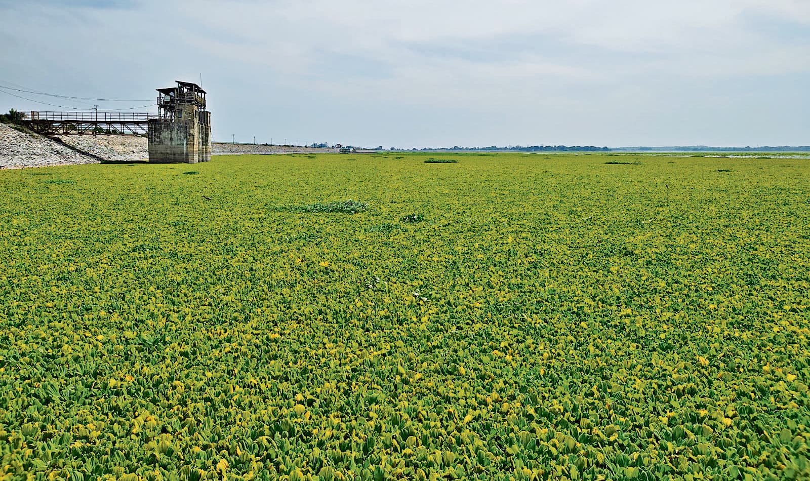 रुक्का व गोंदा डैम जलकुंभी व जलीय घास से पटा, पानी में घट रहा ऑक्सीजन