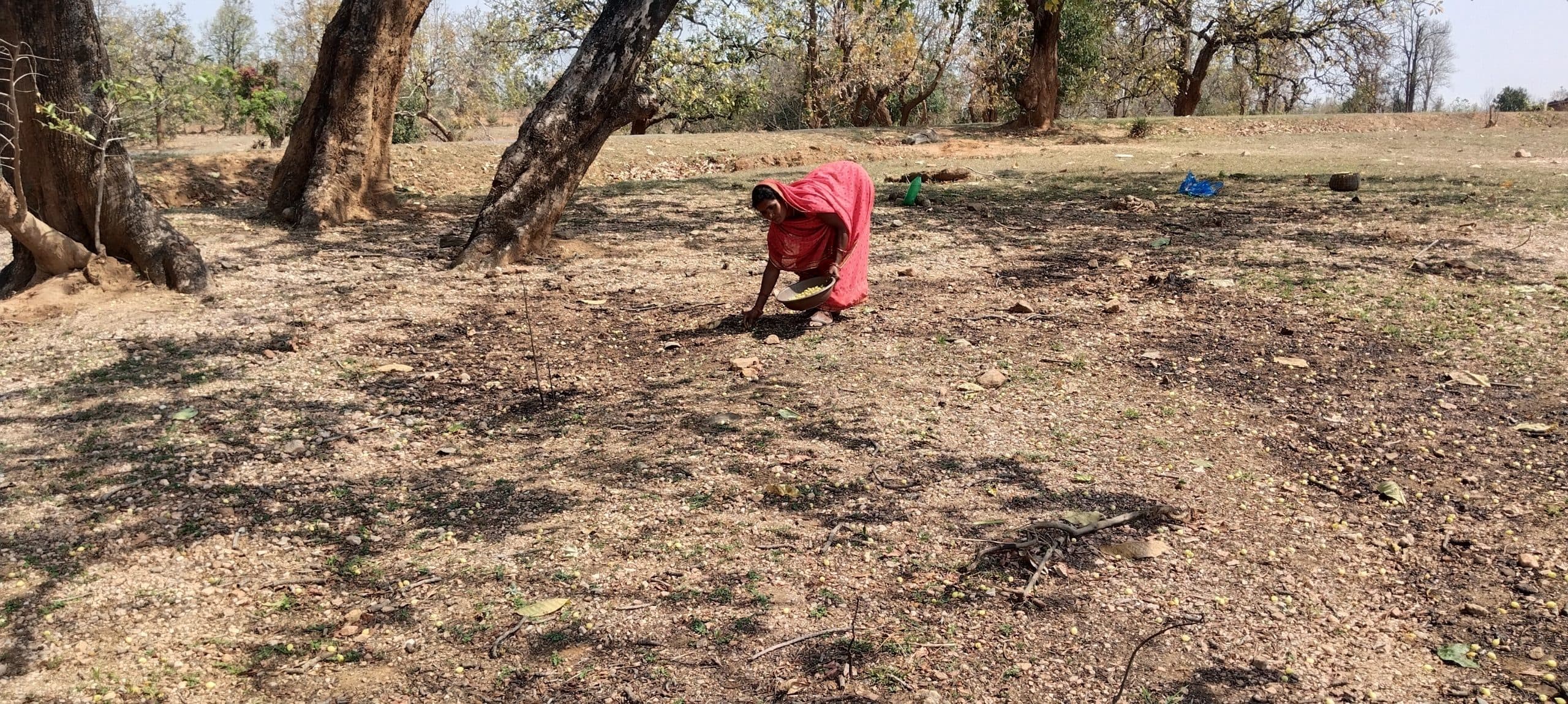 बिना पूंजी लगाये आमदनी का जरिया है महुआ का कारोबार